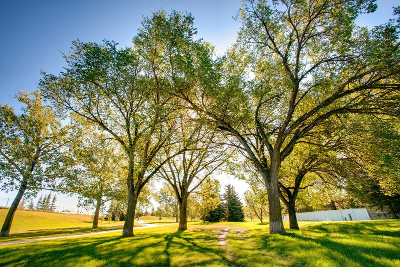 Sunlit park with tall trees