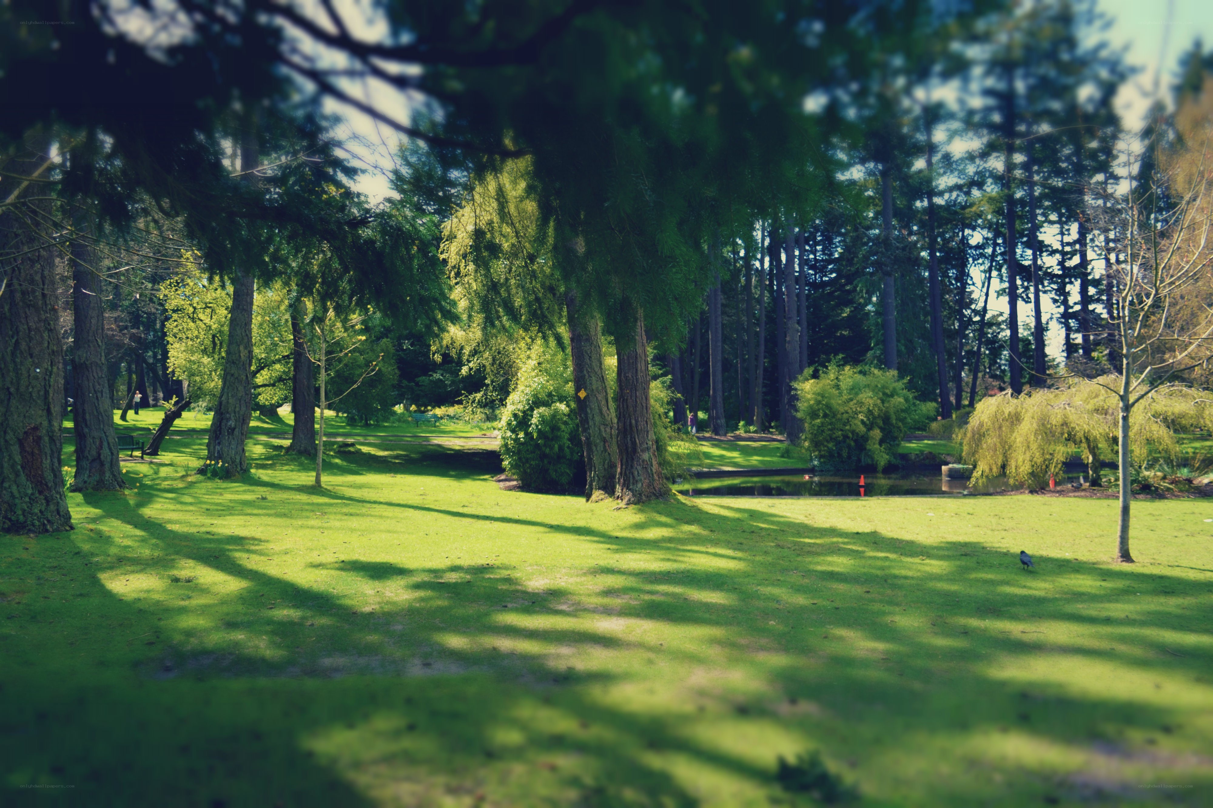 Sunlit park with trees and pond