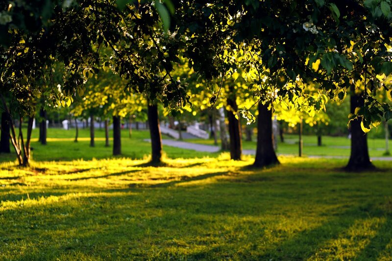 Sunlit Park with Trees — Green, Serene, Afternoon, Photograph, Grass