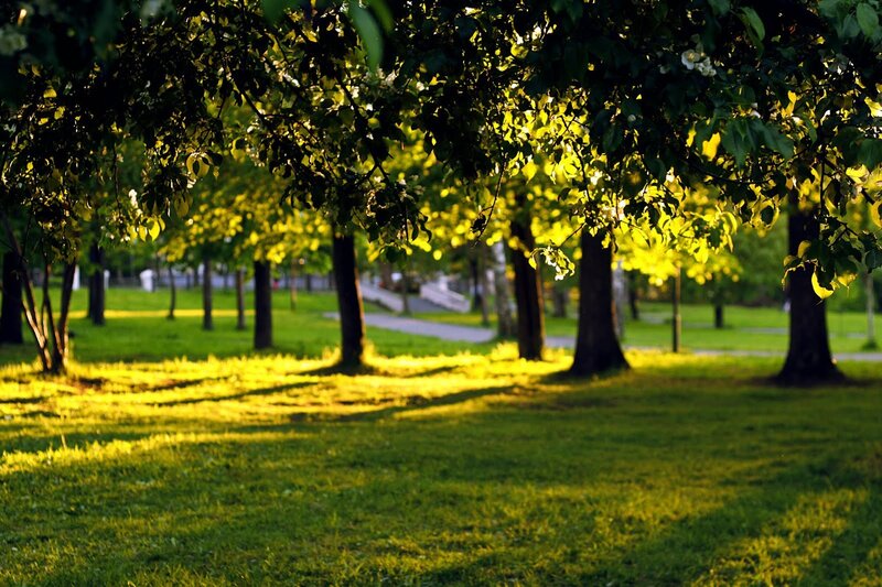 Sunlit Park with Trees — Green, Serene, Afternoon