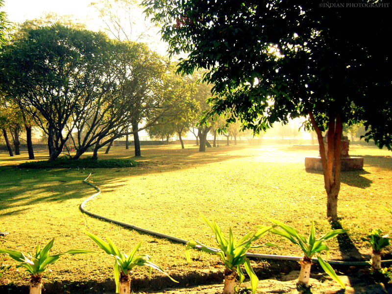 Sunlit Park with Trees — Green, Serene