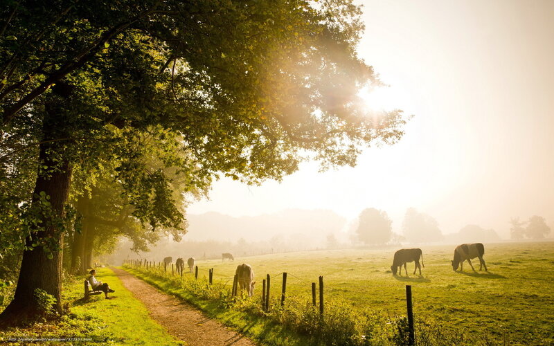 Sunlit pastoral scene with cows