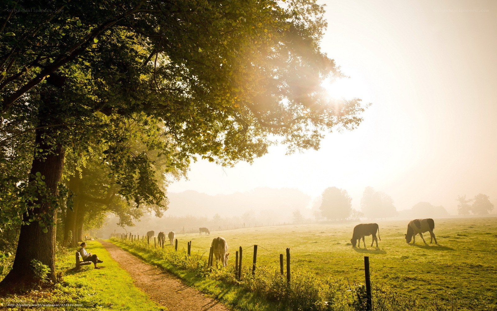 Sunlit pastoral scene with cows