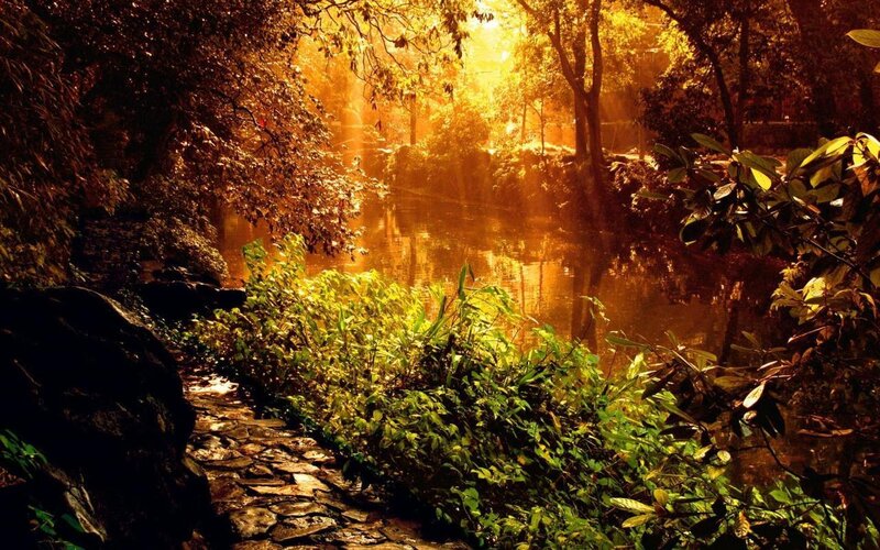 Sunlit Path by Pond — Gold, Serene, Sunset, Photograph, Trees, Light