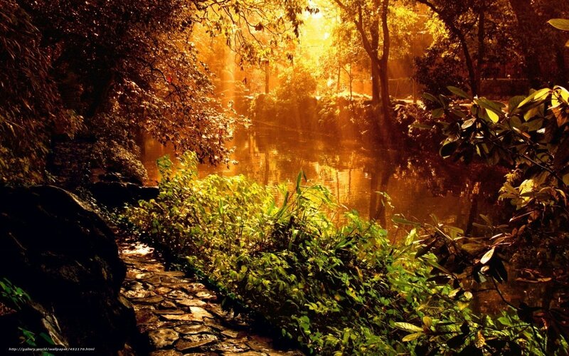 Sunlit Path by Pond — Gold, Serene