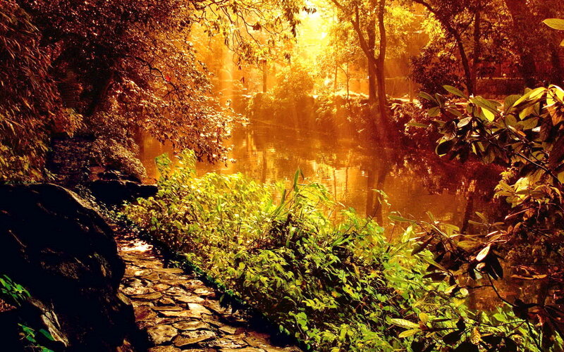 Sunlit Path by Pond