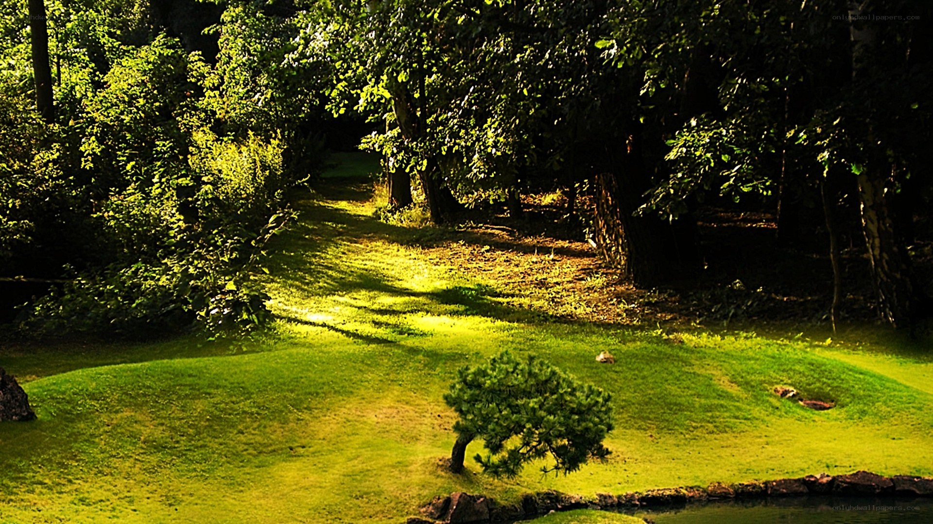 Sunlit path in a forest