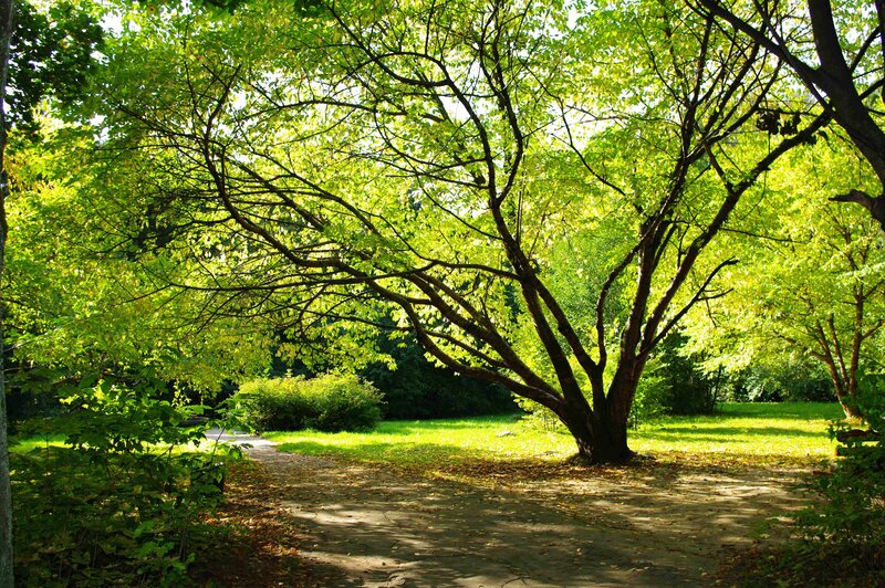 Sunlit path in a leafy park