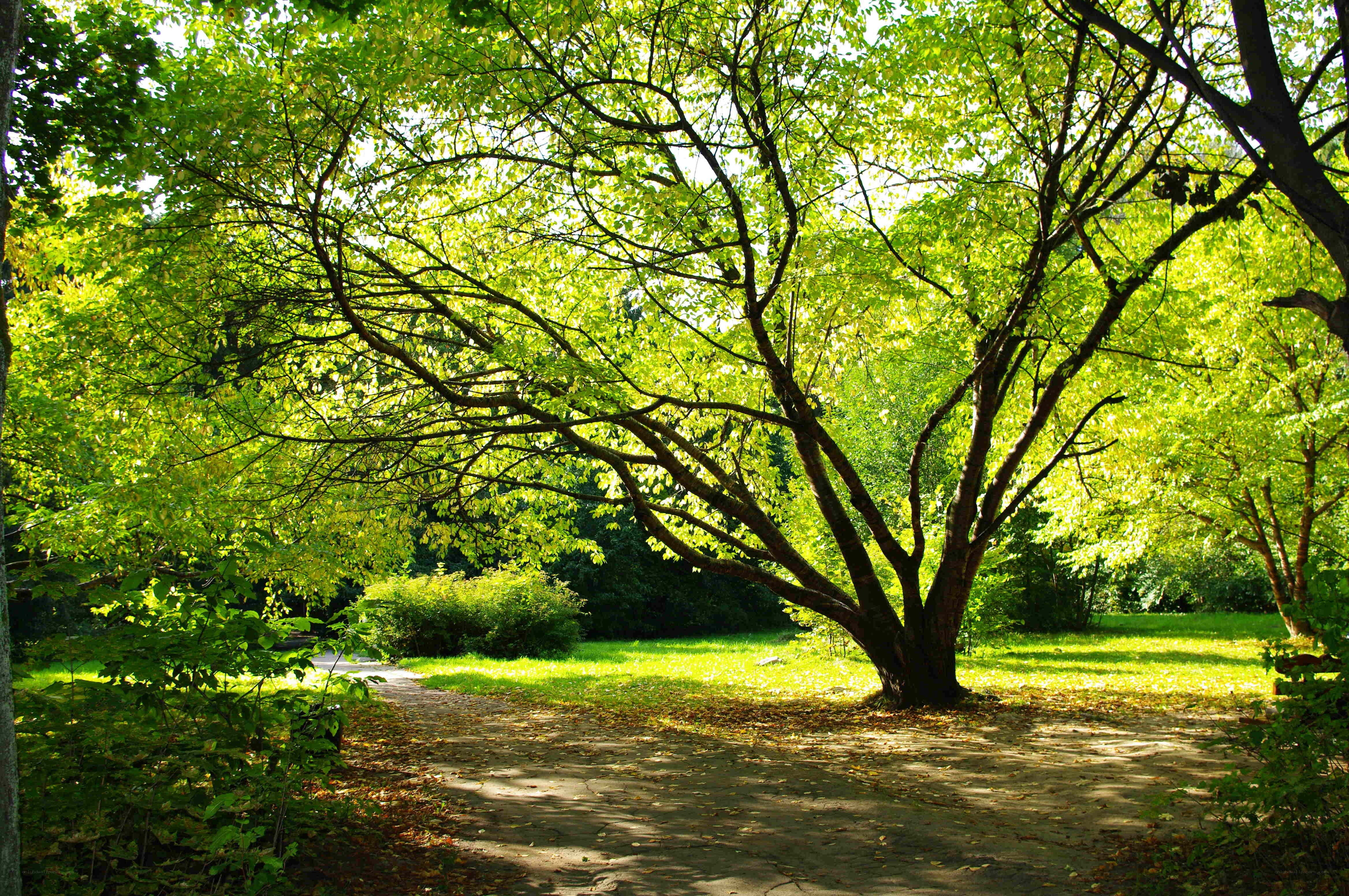 Sunlit path in a leafy park