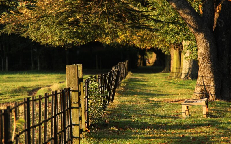 Sunlit path in a park