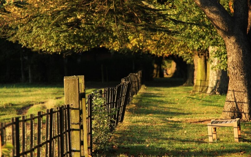 Sunlit path in a park