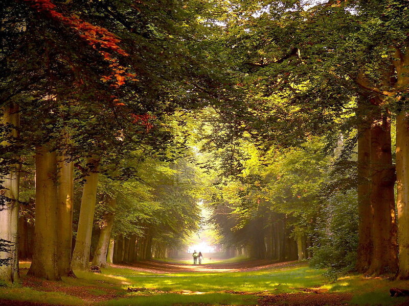 Sunlit path in a tree-lined avenue