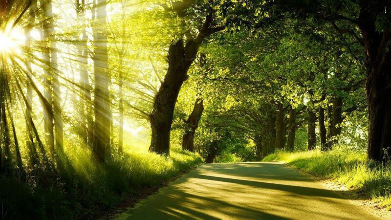 Sunlit Path in Forest — Green, Serene, Morning, Photograph