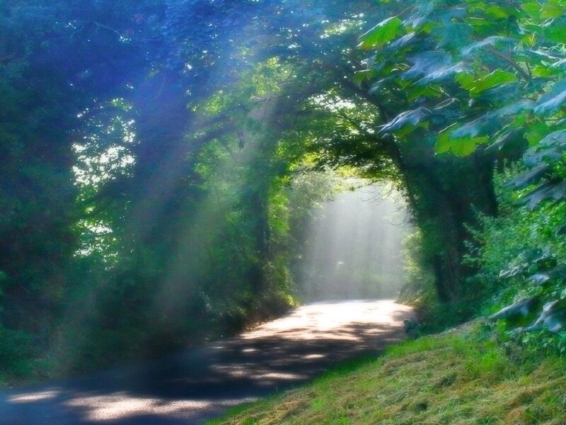 Sunlit Path in Forest — Green, Serene, Morning, Photograph, Trees, Light Rays