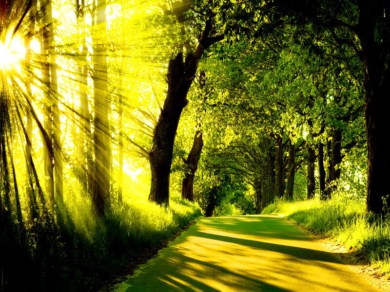 Sunlit Path in Forest — Green, Serene, Morning