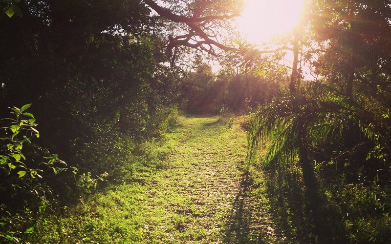 Sunlit Path in Forest — Green, Serene, Sunset, Photograph, Trees