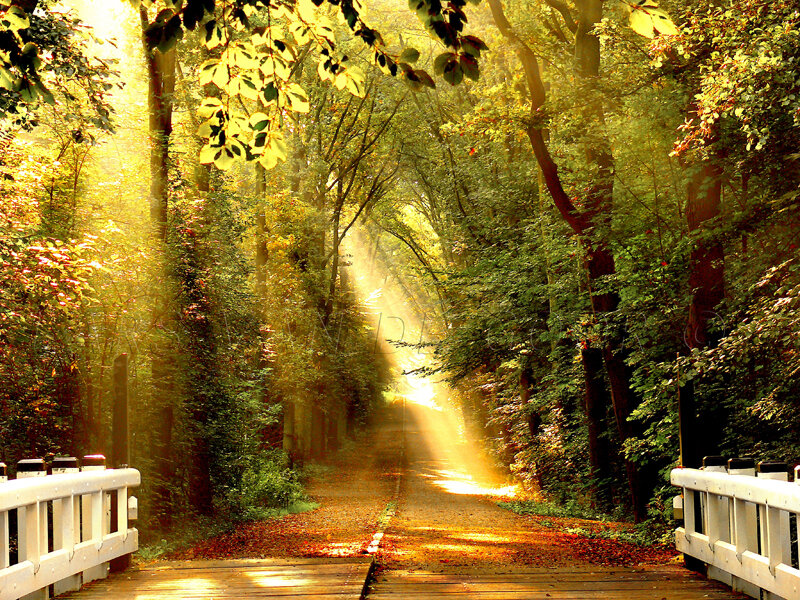Sunlit Path in Forest — Green