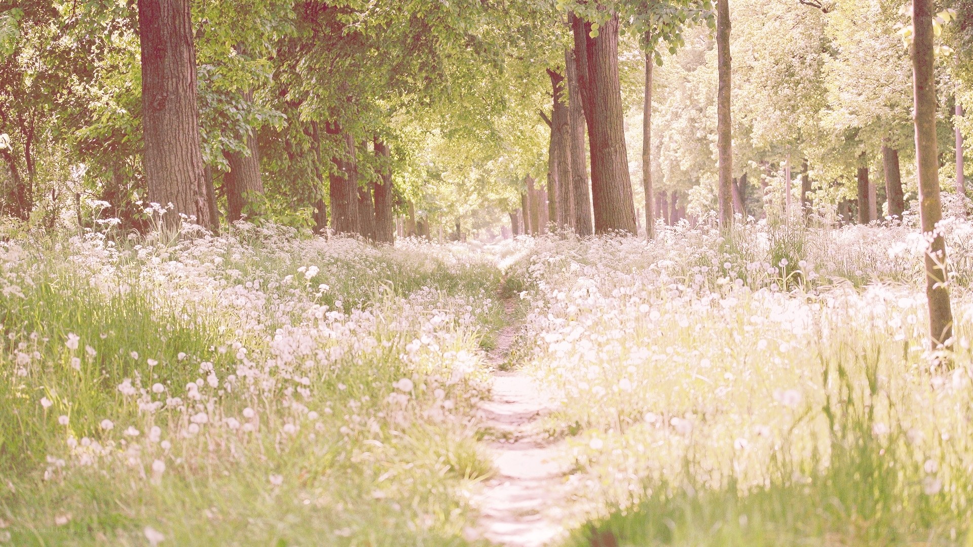 Sunlit path through a dandelion field