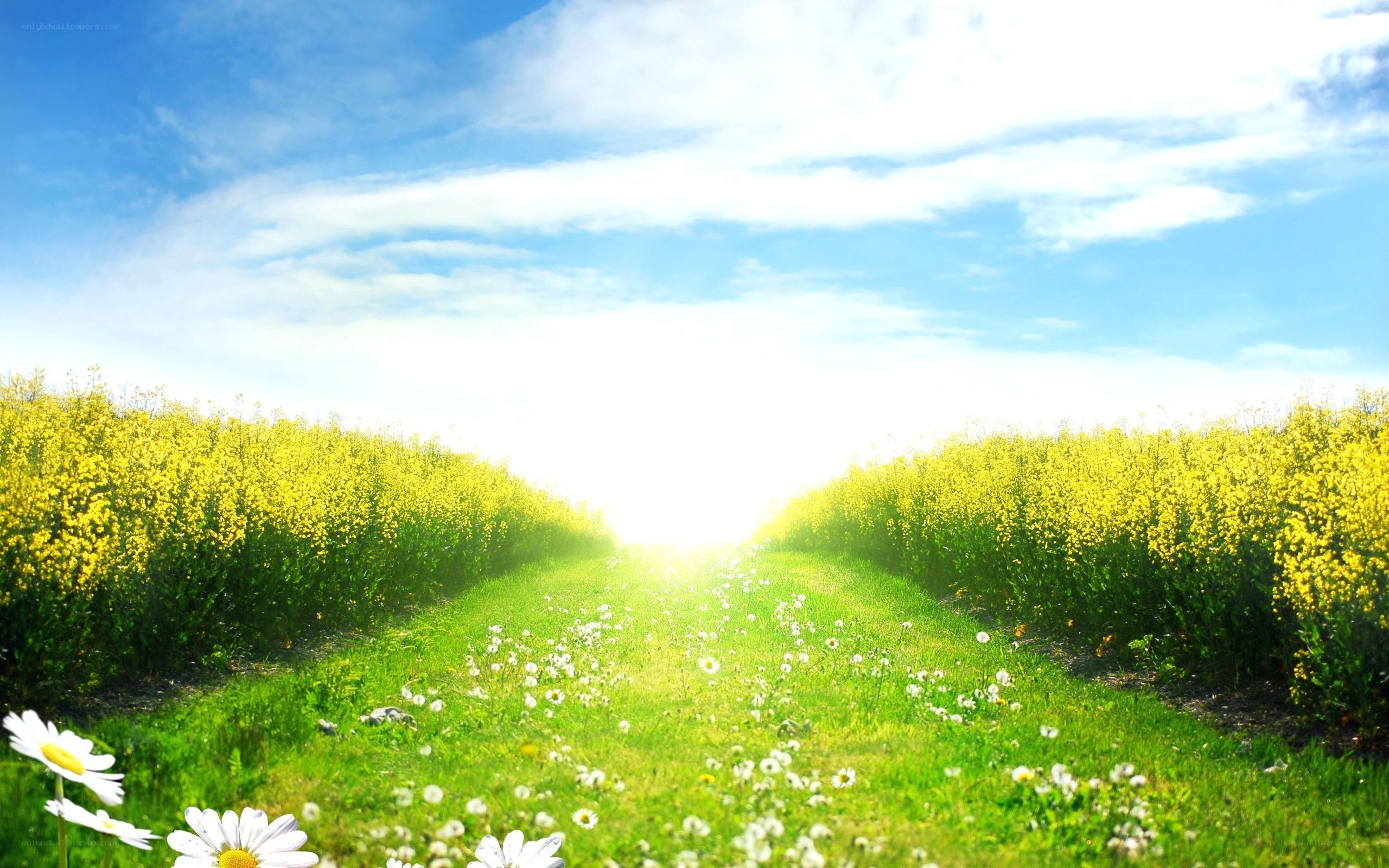 Sunlit path through a flower field