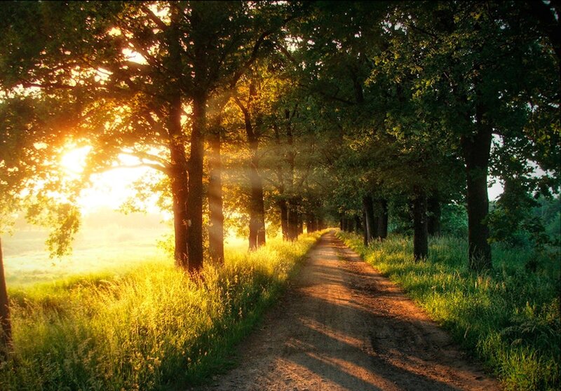 Sunlit path through a forest