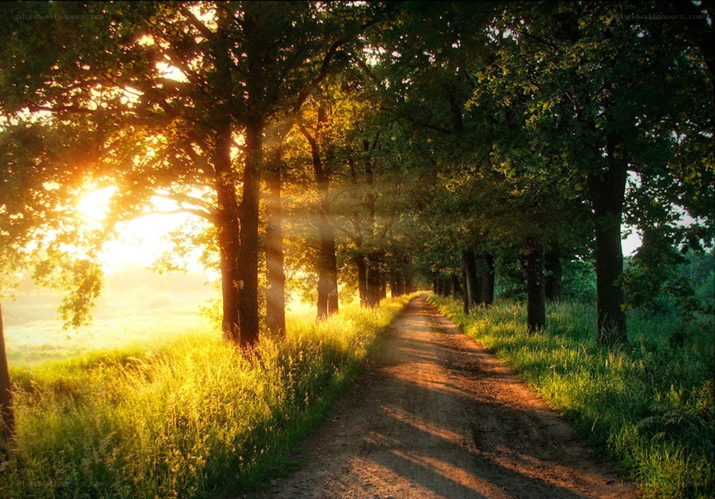 Sunlit path through a forest