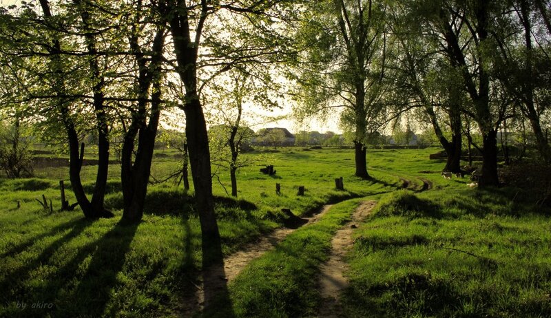 Sunlit path through a green forest