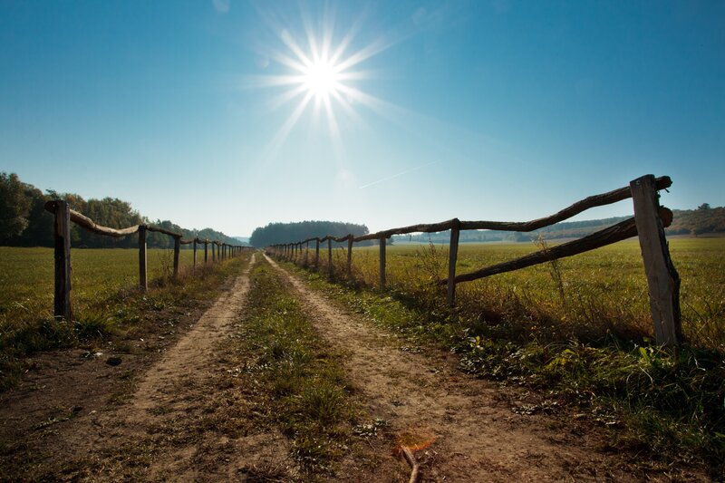 Sunlit path through a rural field