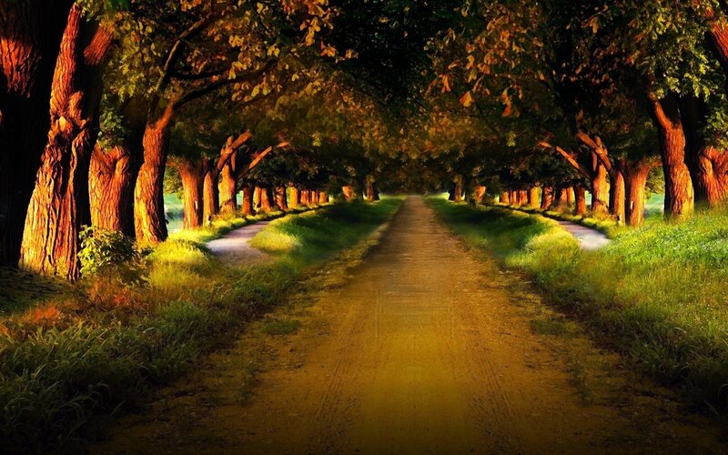 Sunlit path through a tree-lined avenue