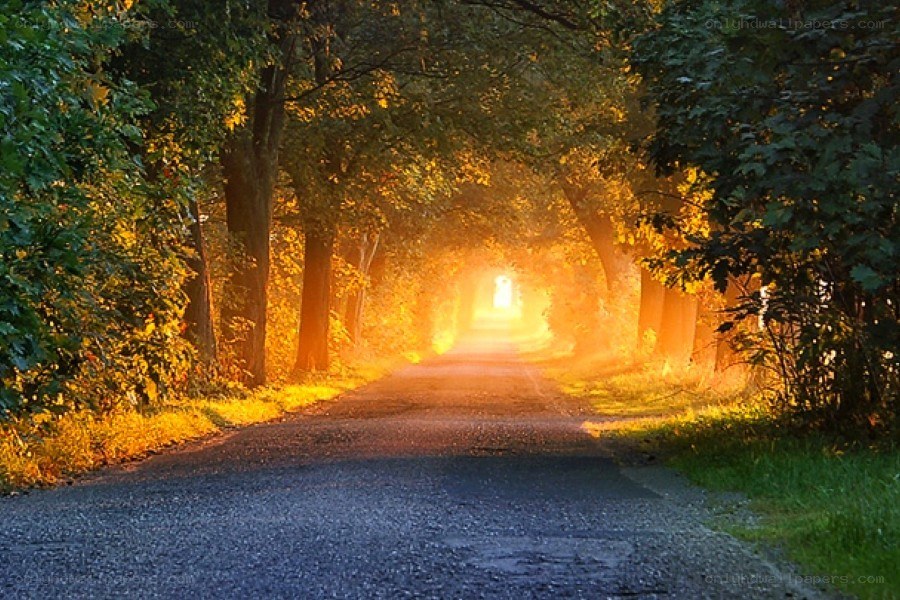 Sunlit path through a tree tunnel