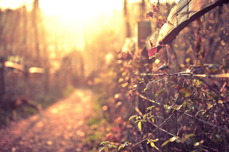 Sunlit path through autumn foliage