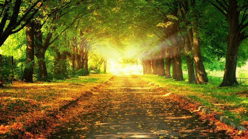 Sunlit path through autumn trees