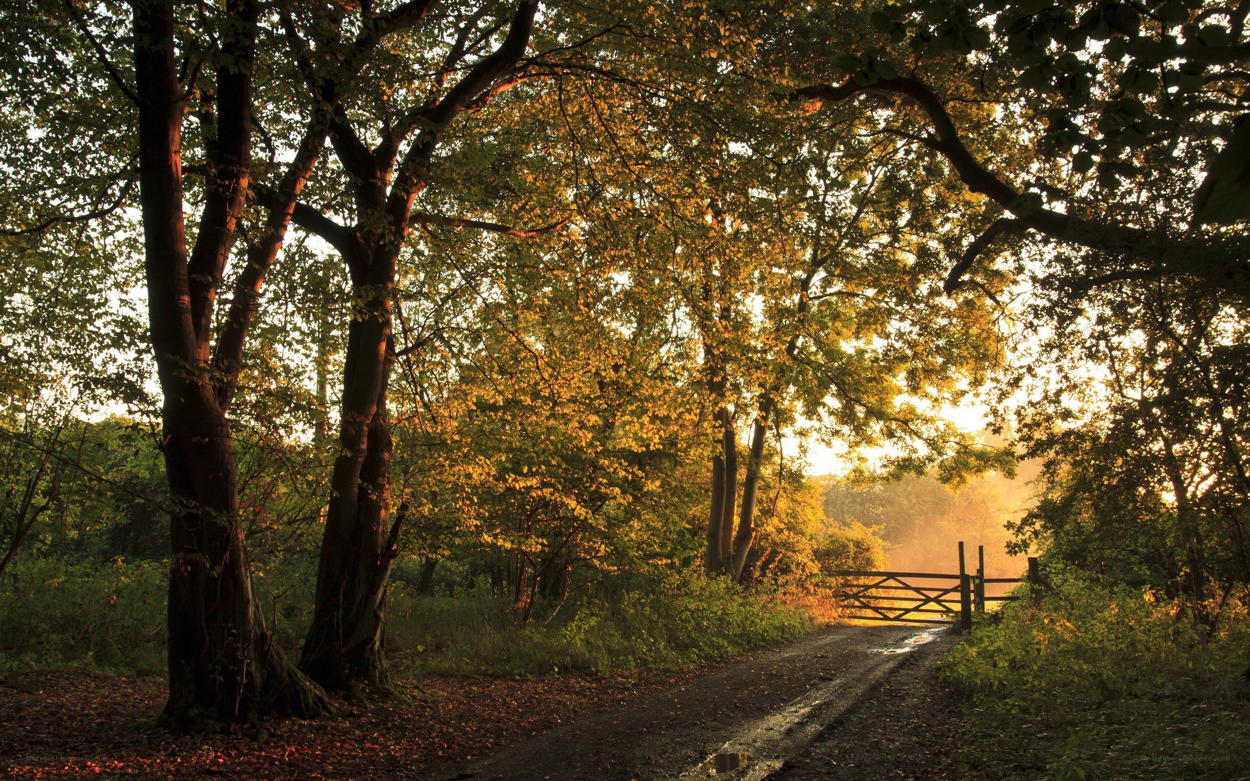 Sunlit path through autumn woods