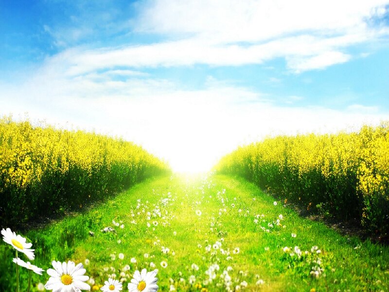 Sunlit Path Through Fields — Green