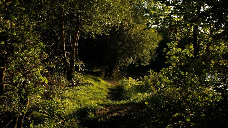 Sunlit path through forest