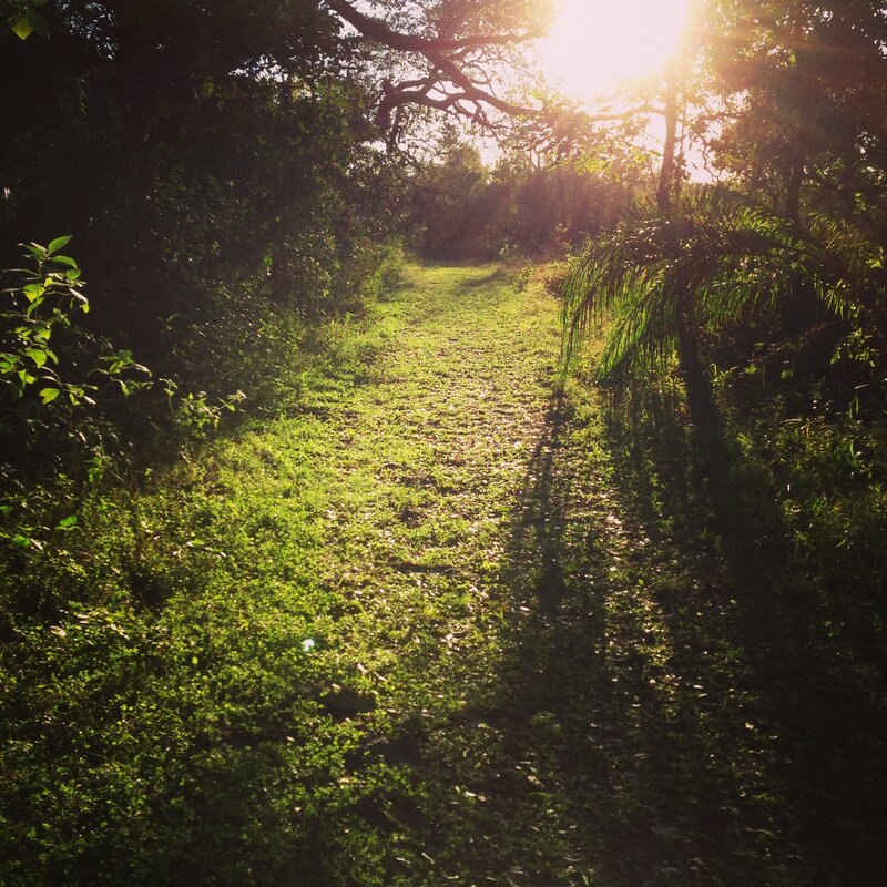 Sunlit path through forest