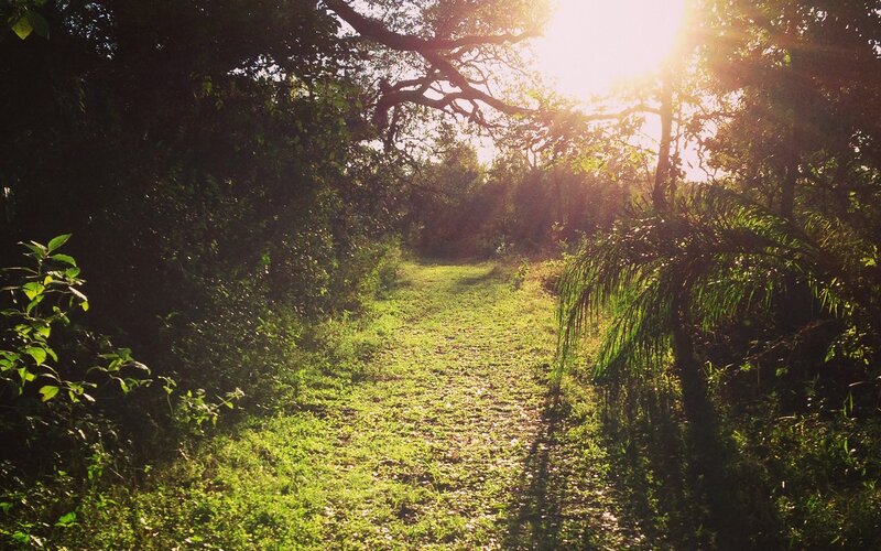 Sunlit path through forest