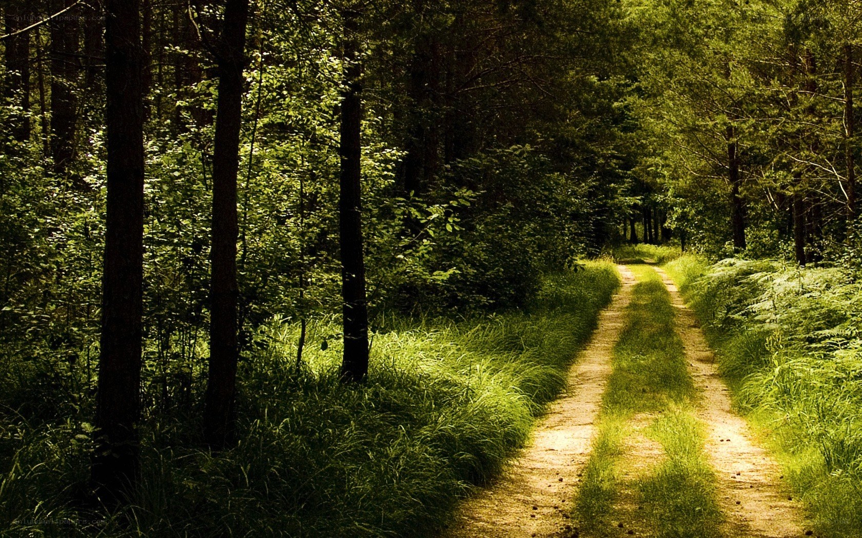 Sunlit path through forest