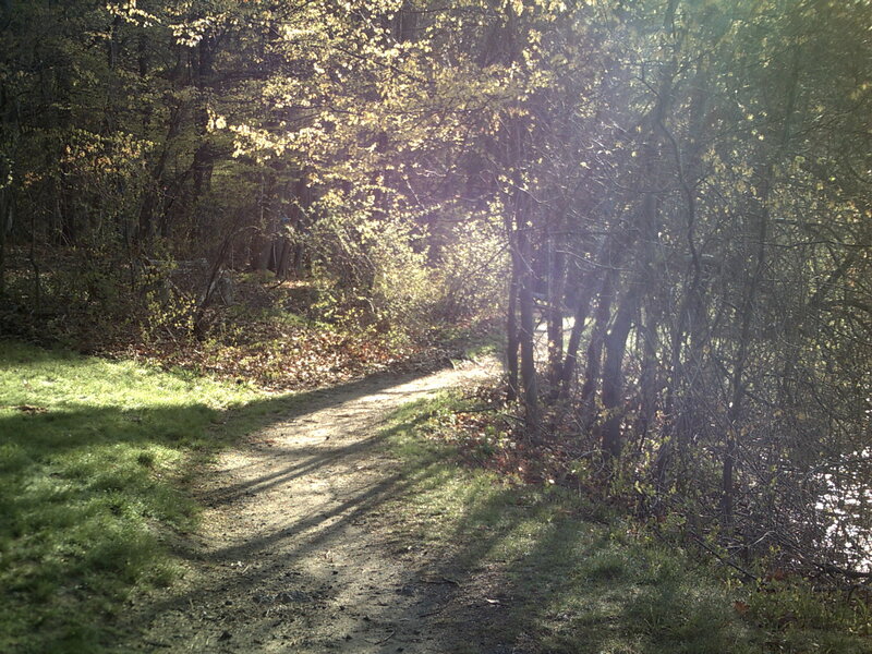 Sunlit path through forest