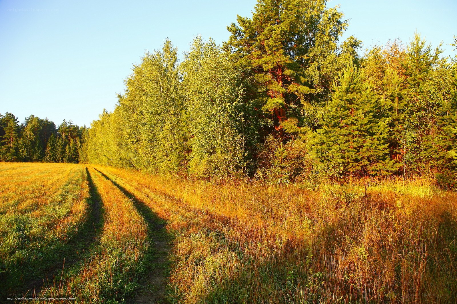 Sunlit path through forest