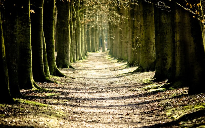 Sunlit path through forest
