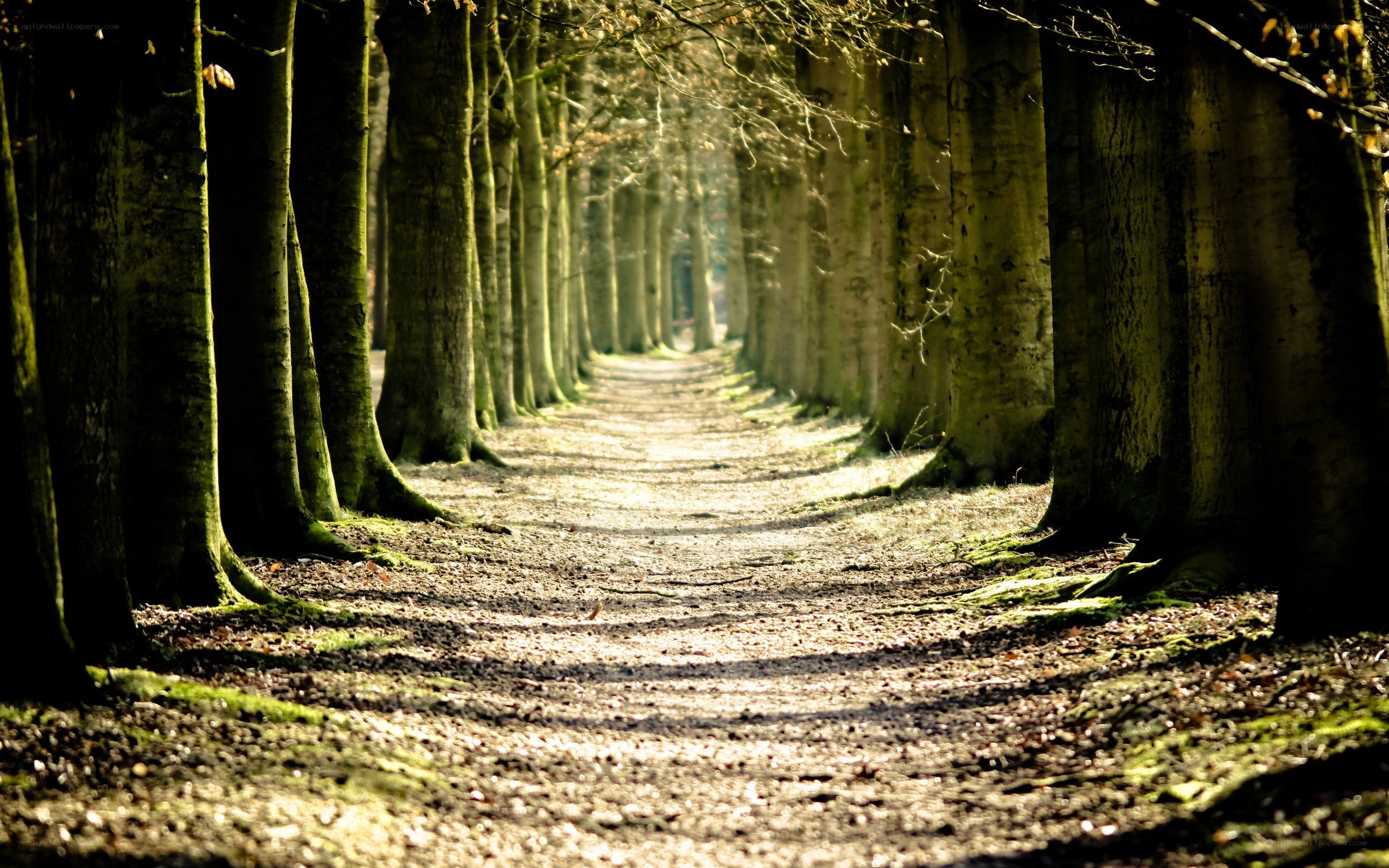 Sunlit path through forest