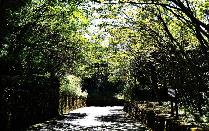 Sunlit path through forest