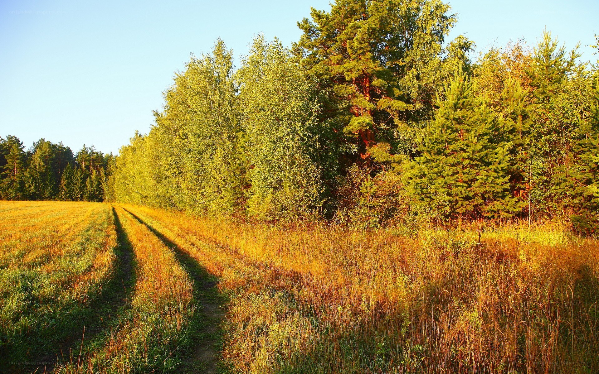 Sunlit path through forest