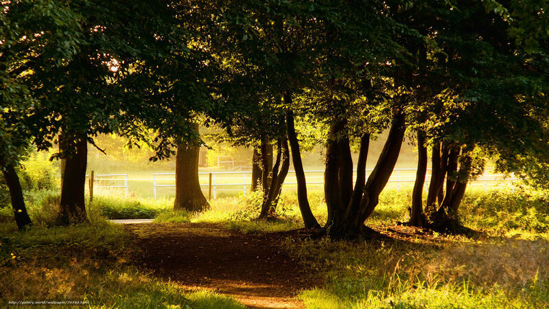 Sunlit path through forest