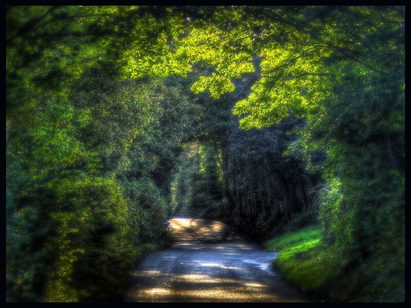 Sunlit path through forest tunnel