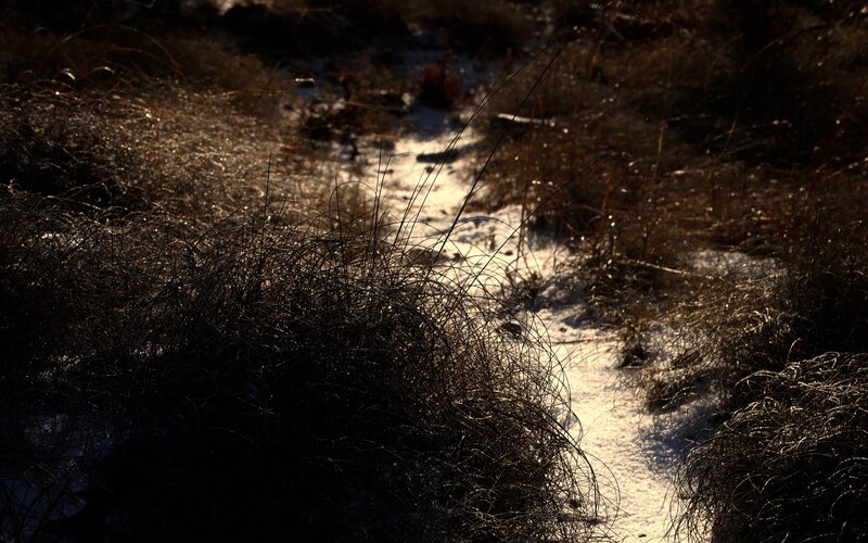 Sunlit path through frosty grass