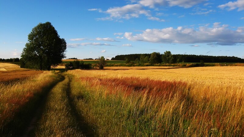 Sunlit path through golden fields