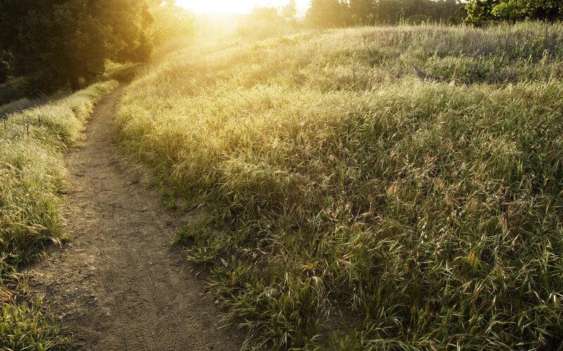 Sunlit path through grassy field