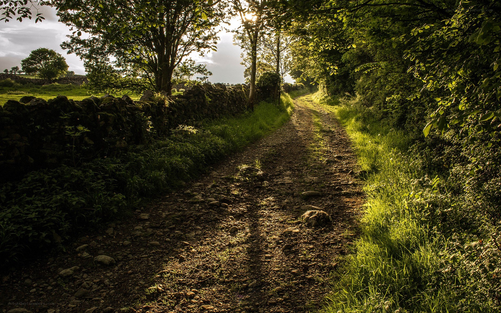 Sunlit path through green countryside
