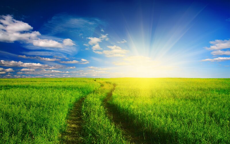 Sunlit path through green field